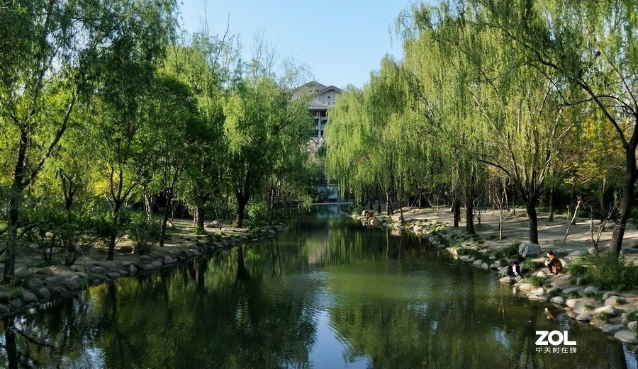 郁金香牡丹交相辉映