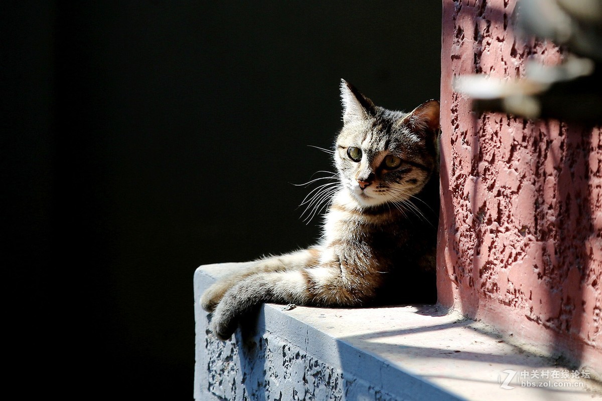 在墙根晒太阳的一只花猫