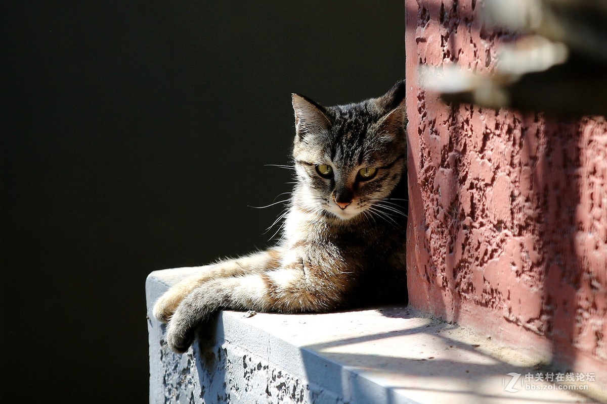 在墙根晒太阳的一只花猫
