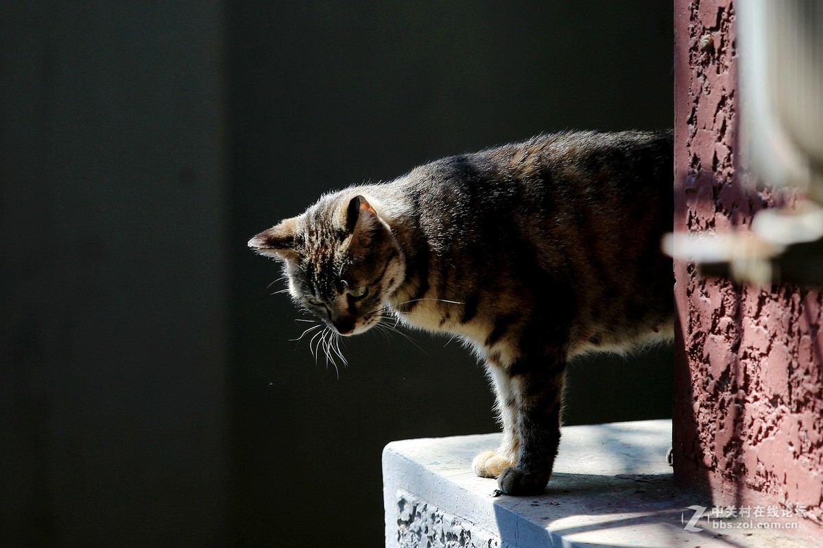 在墙根晒太阳的一只花猫