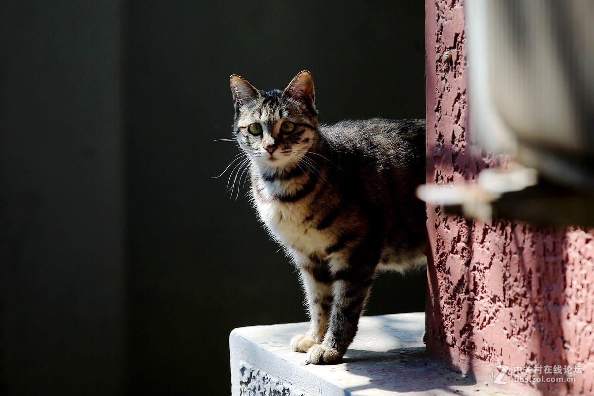 在墙根晒太阳的一只花猫