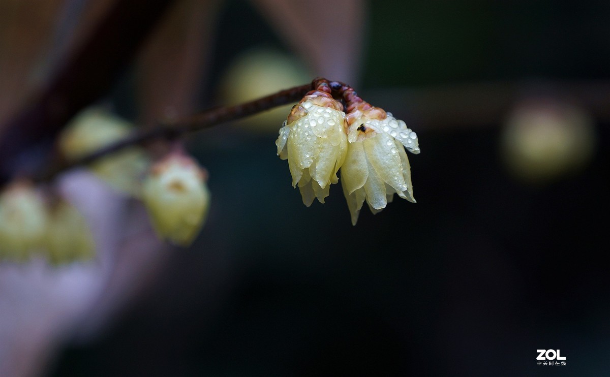 A6000加长焦拍蜡梅