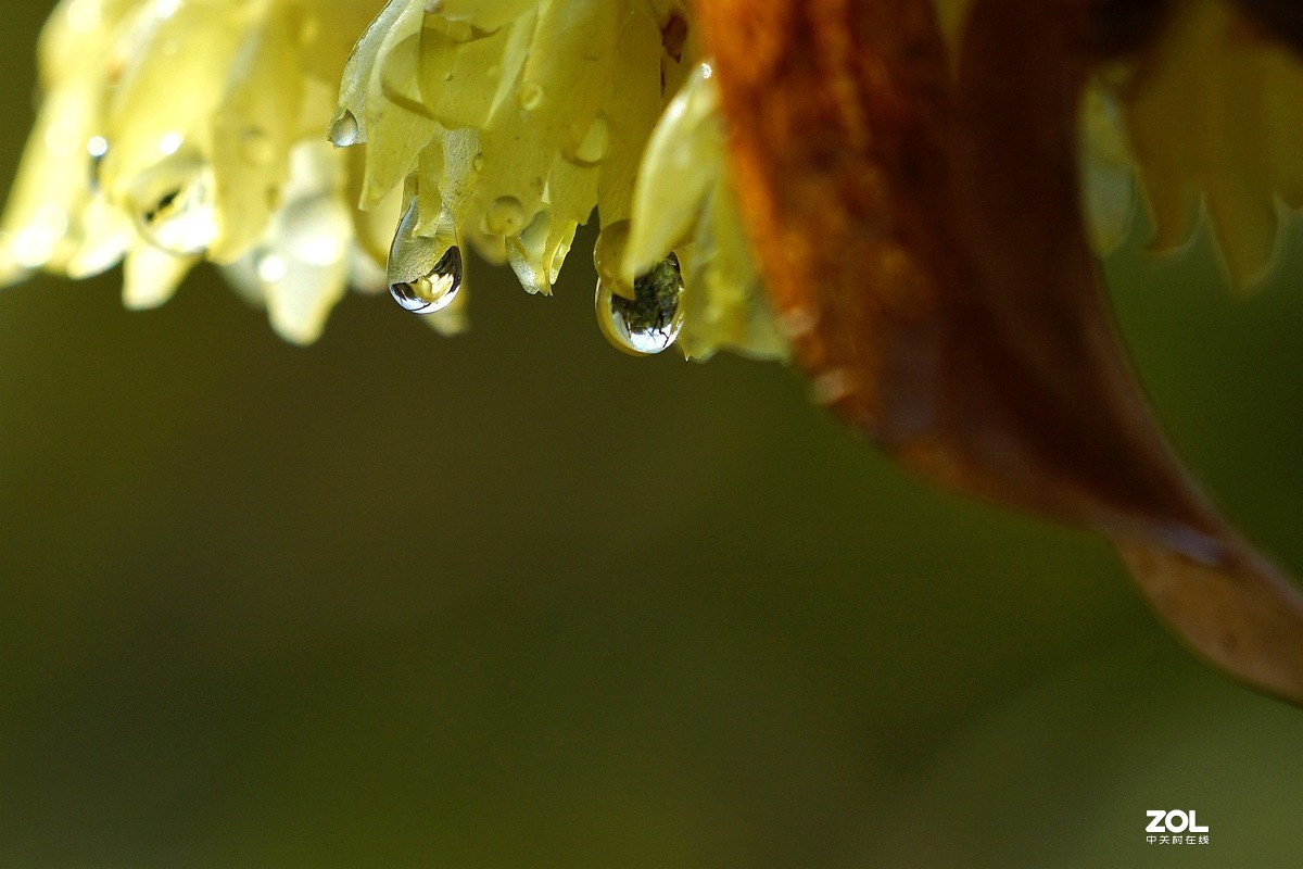 A6000加长焦拍蜡梅