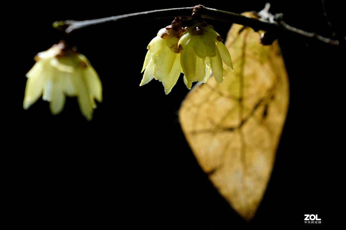 A6000加长焦拍蜡梅