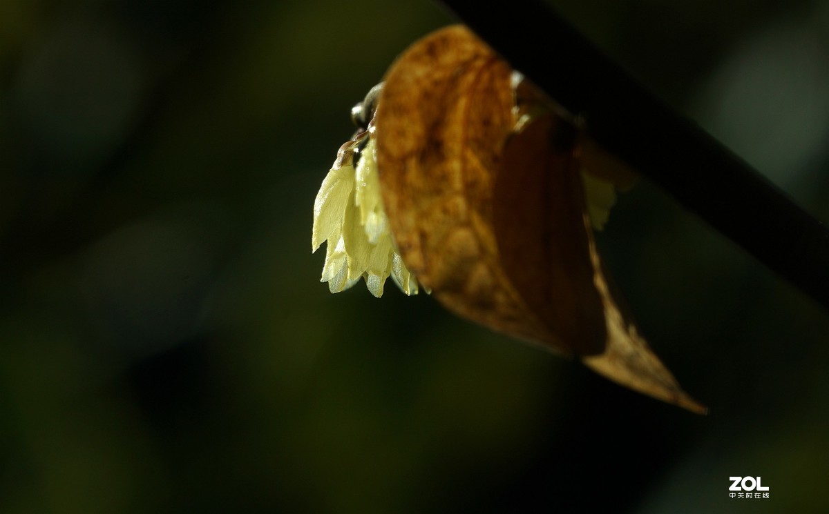 A6000加长焦拍蜡梅