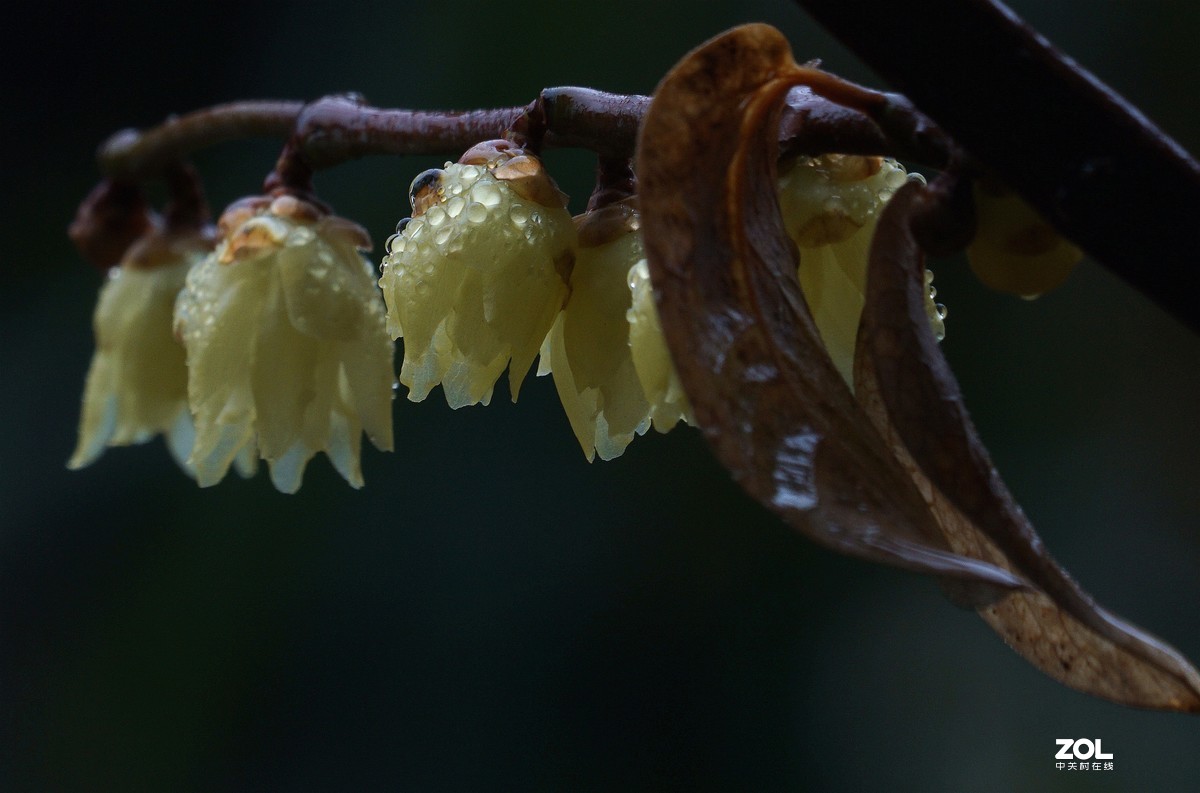 A6000加长焦拍蜡梅