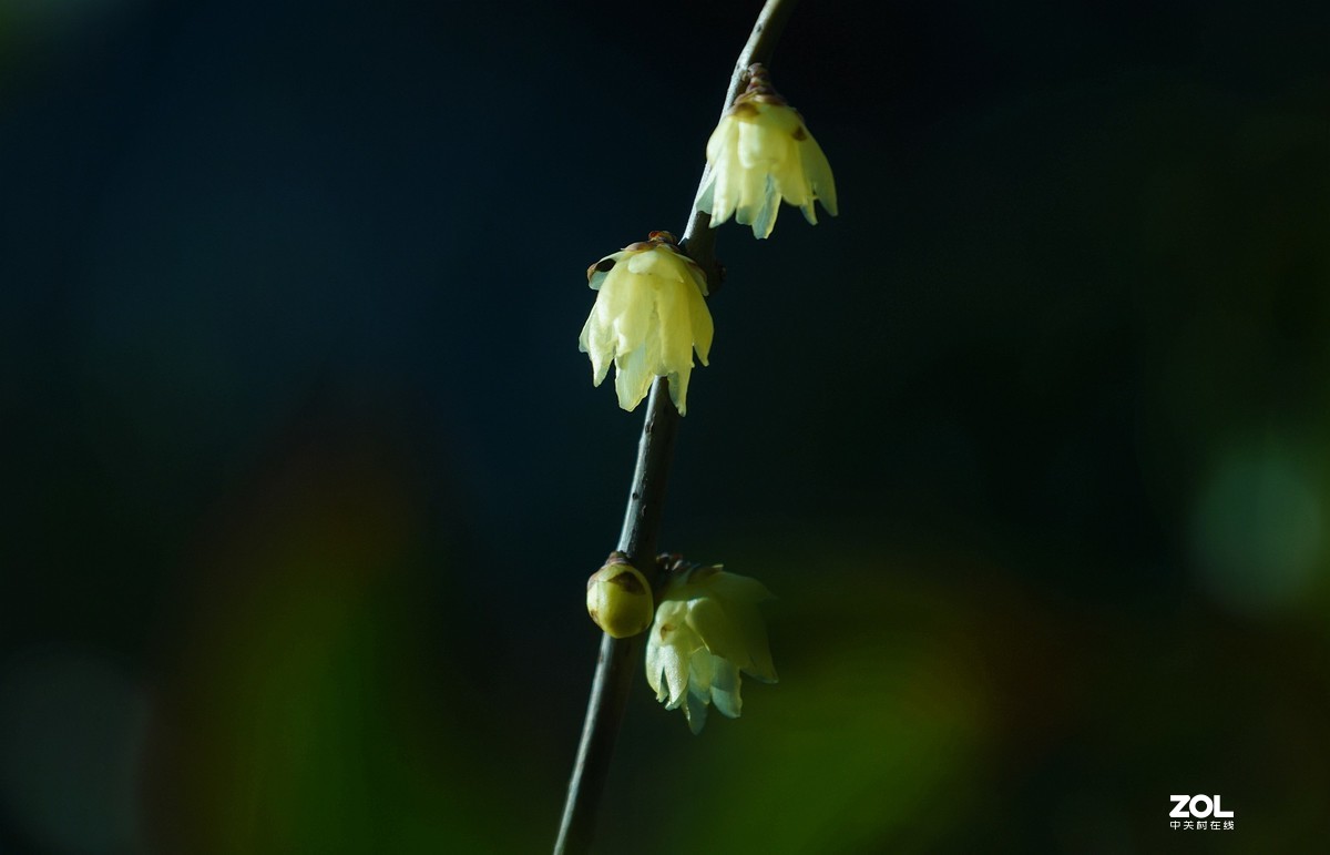 A6000加长焦拍蜡梅