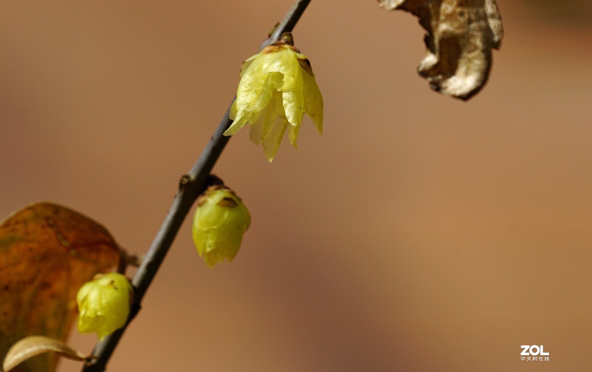 A6000加长焦拍蜡梅
