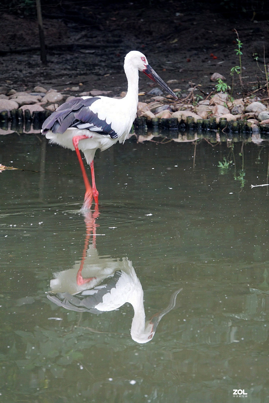 旅游--扬州动物园随拍《7》