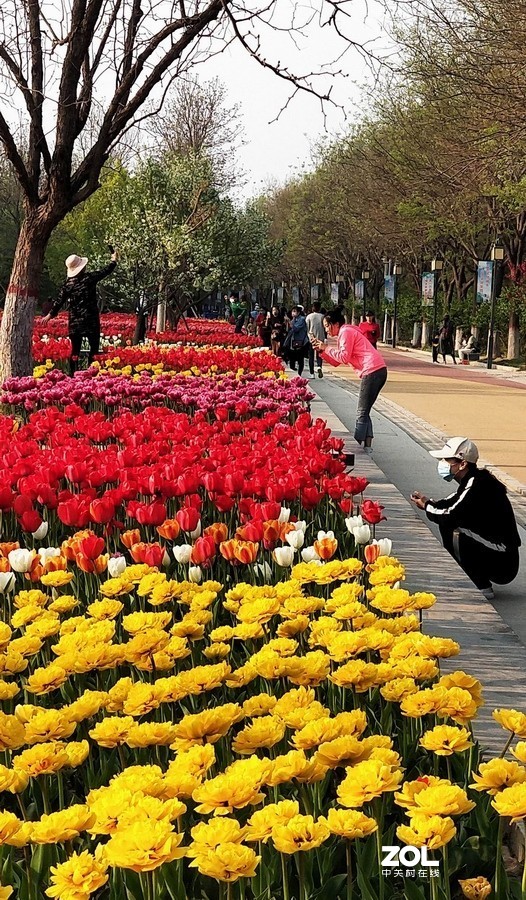 郁金香牡丹交相辉映