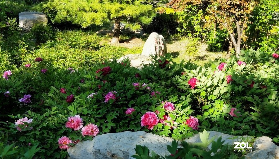 郁金香牡丹交相辉映