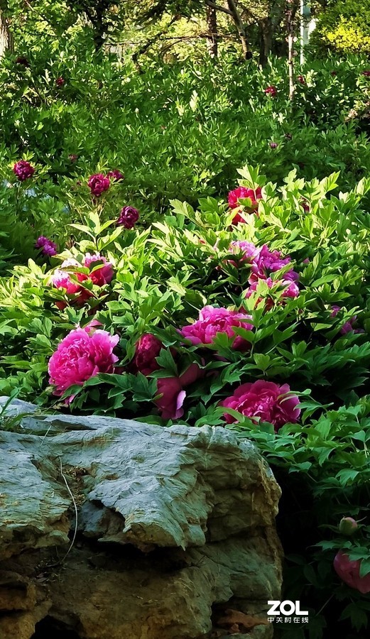 郁金香牡丹交相辉映