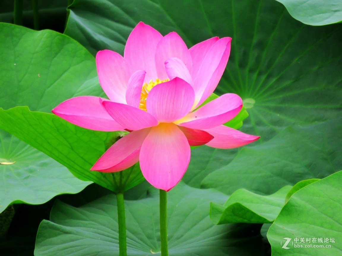 鲜艳模式点测光试拍荷花