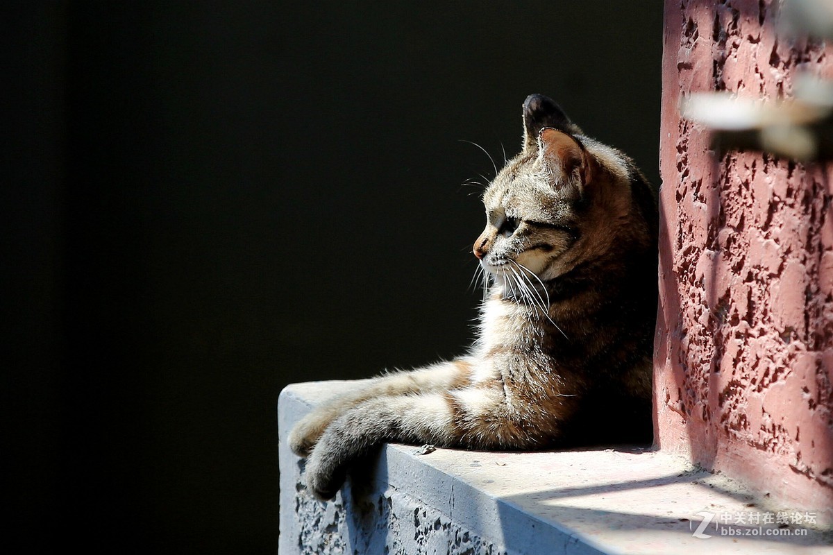 在墙根晒太阳的一只花猫
