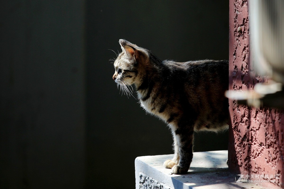 在墙根晒太阳的一只花猫