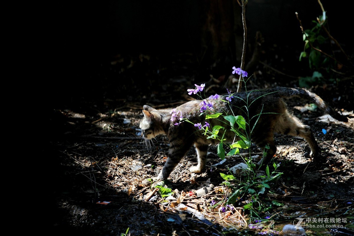 在墙根晒太阳的一只花猫