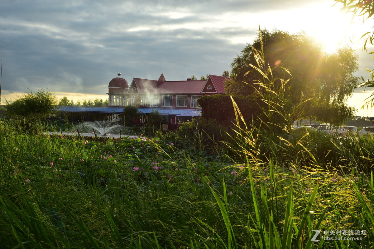 榆树八家屯王豹岛荷花盛开的季节