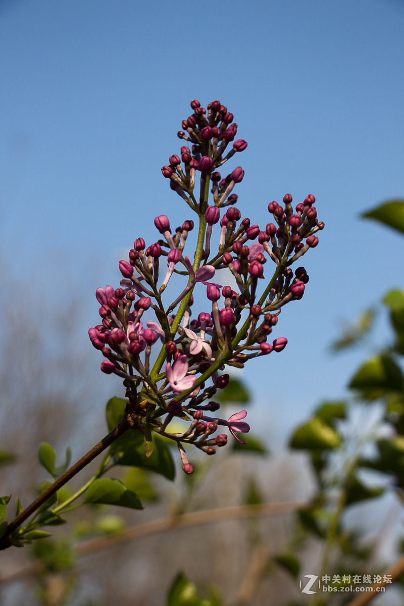 一组含苞欲放的紫丁香花