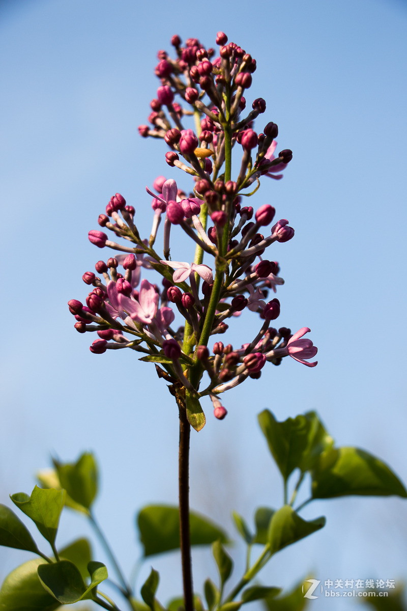 一组含苞欲放的紫丁香花
