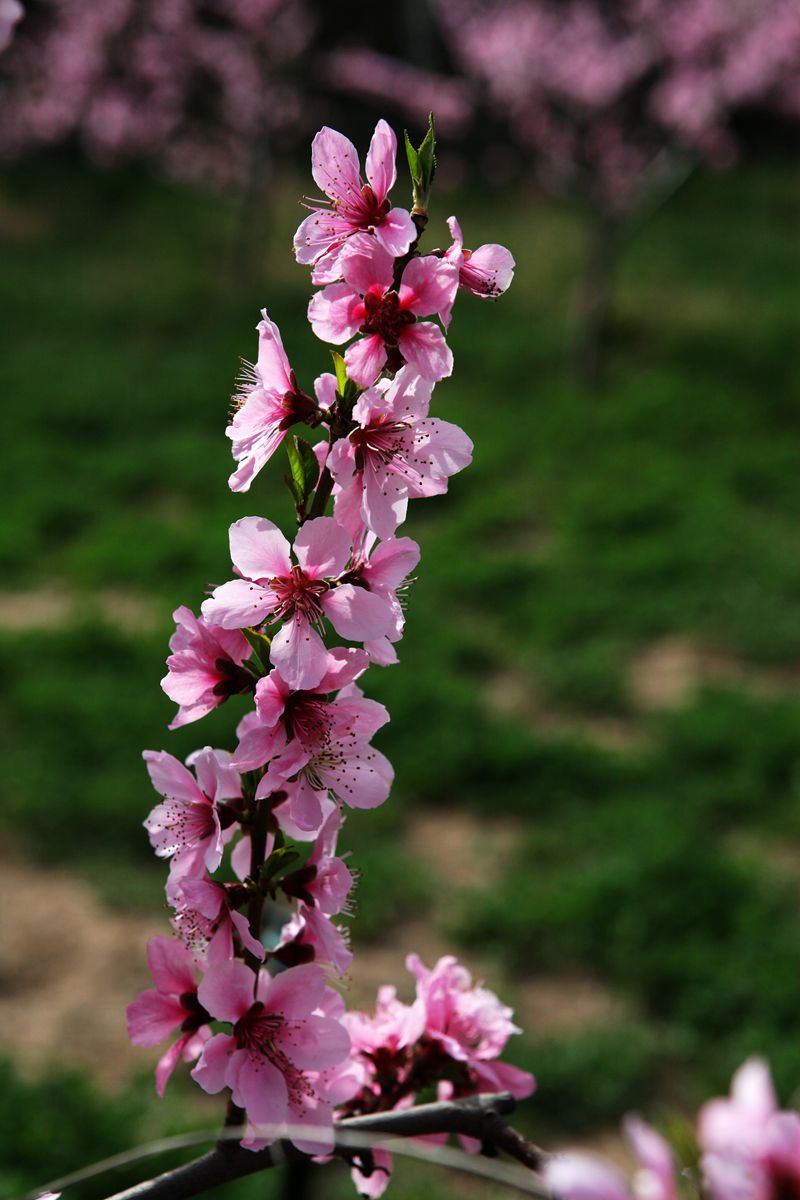 桃花盛開