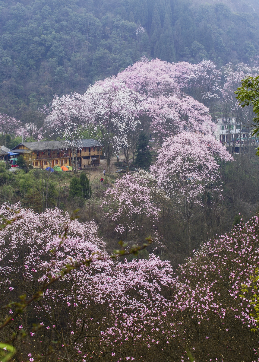 吴家后山辛夷花贺好友空中的烟云荣任首席版主