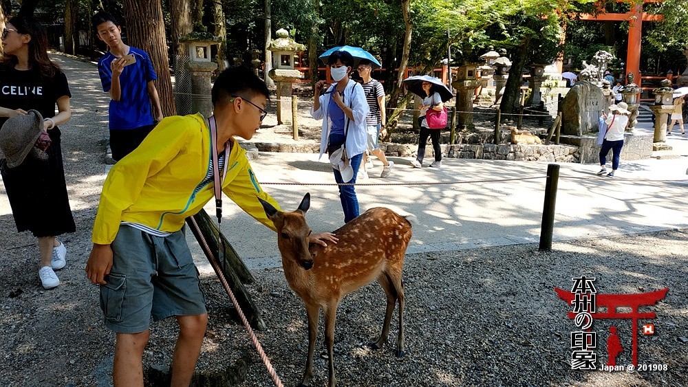 本州印象04——奈良神鹿公园【2】