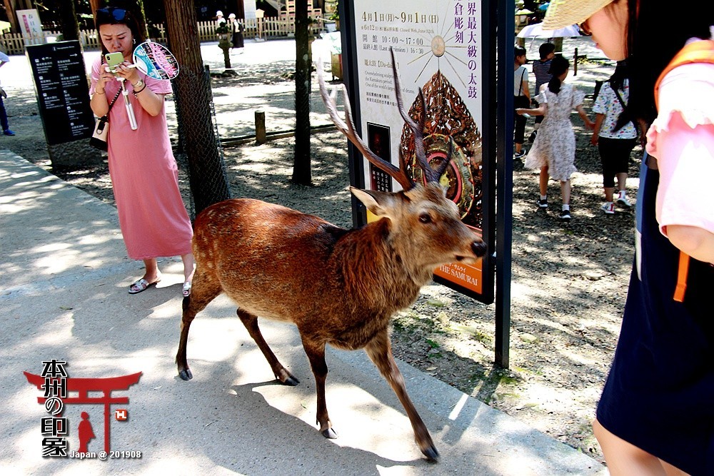 本州印象04——奈良神鹿公园【2】