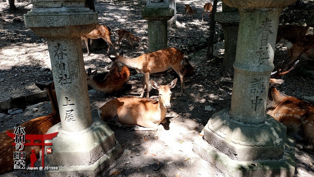 本州印象04——奈良神鹿公园【2】