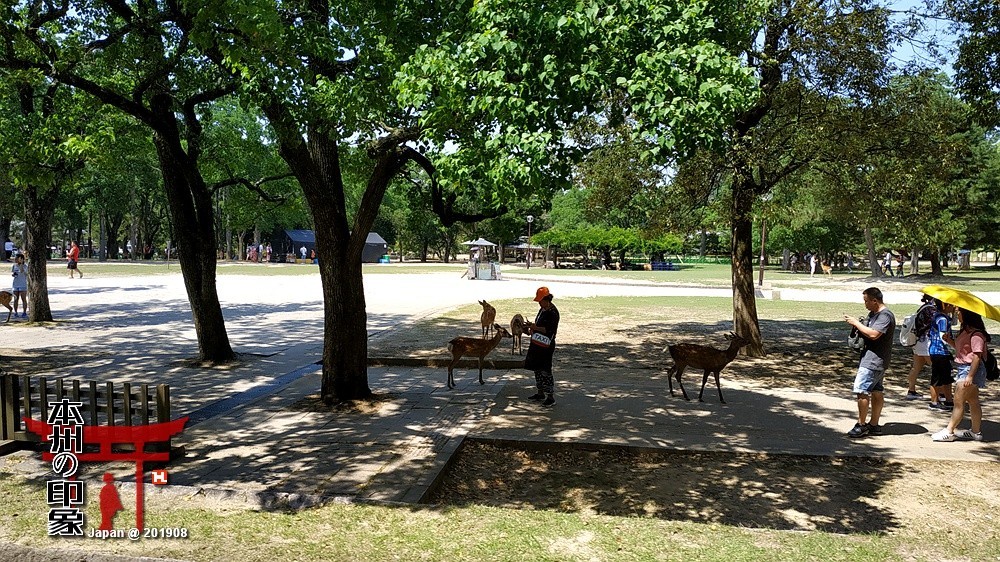 本州印象04——奈良神鹿公园【2】