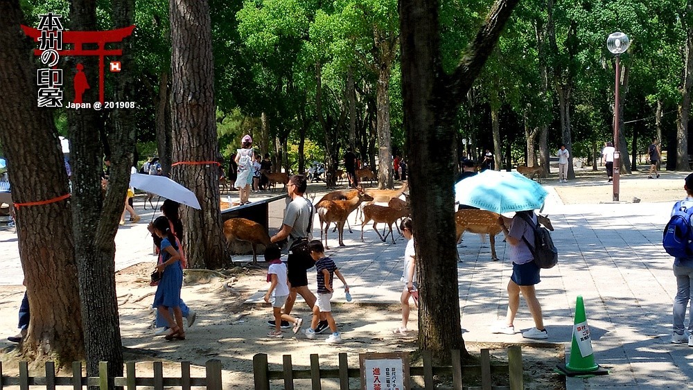 本州印象04——奈良神鹿公园【2】