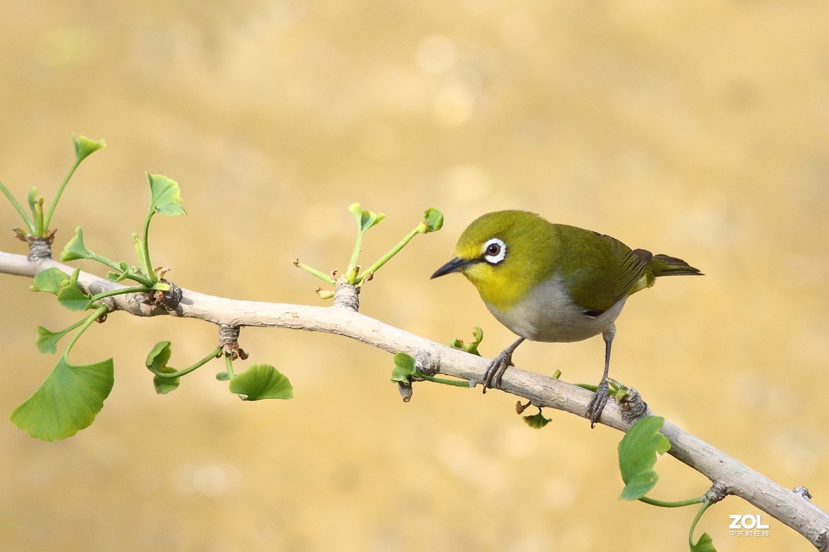 发一组今年新拍的小鸟