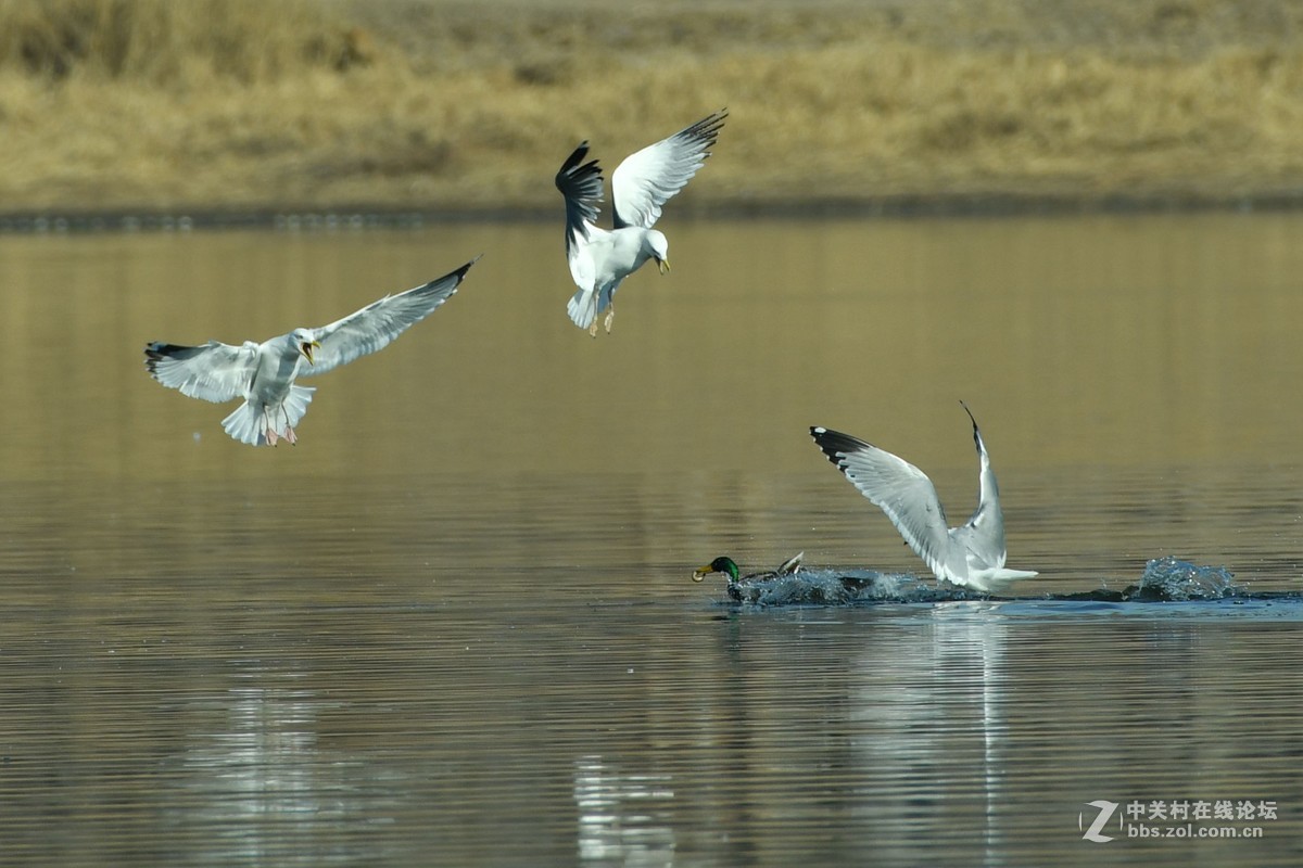 惊心动魄的突围