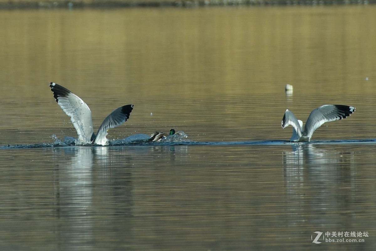 惊心动魄的突围