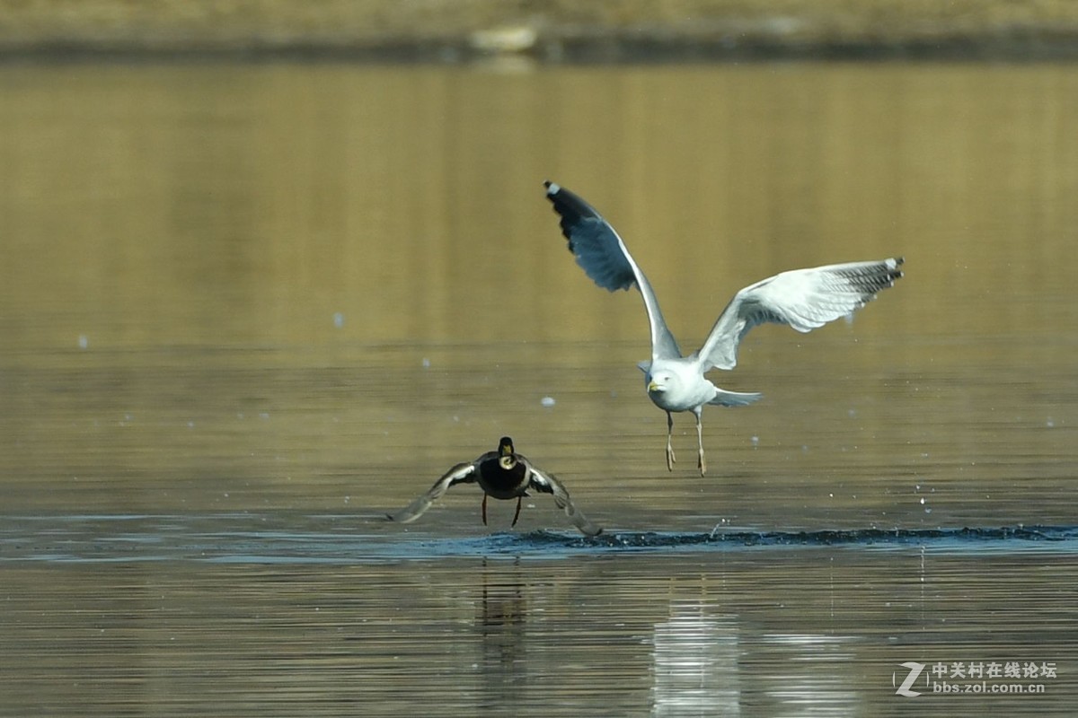 惊心动魄的突围