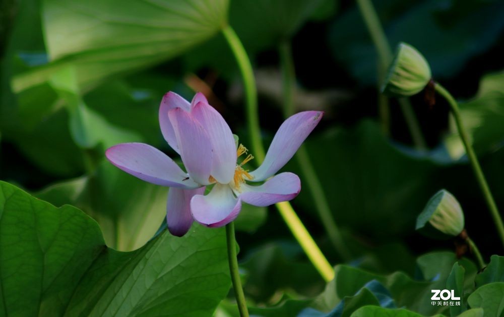 俺村的荷花1