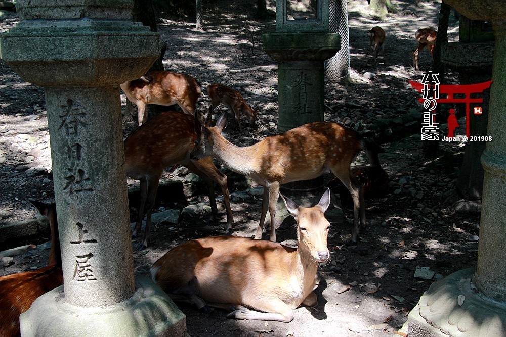 本州印象04——奈良神鹿公园【2】