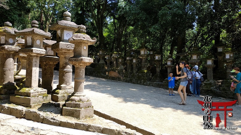 本州印象04——奈良神鹿公园【2】