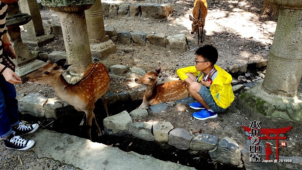 本州印象04——奈良神鹿公园【2】