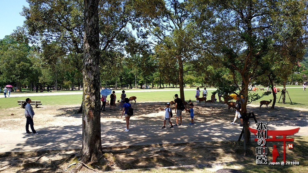 本州印象04——奈良神鹿公园【2】