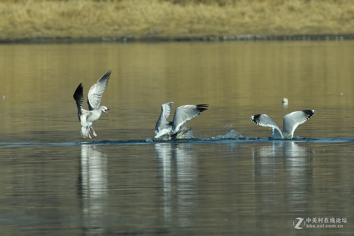 惊心动魄的突围