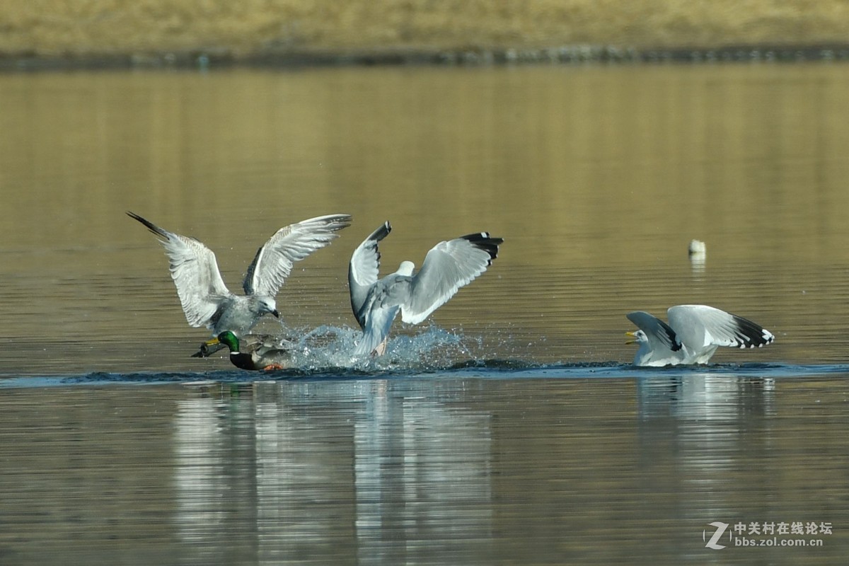 惊心动魄的突围