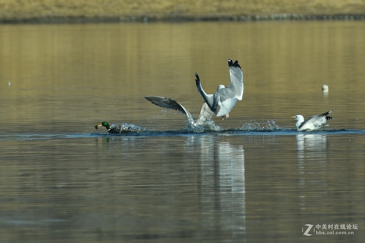 惊心动魄的突围