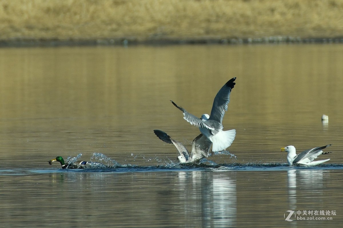 惊心动魄的突围