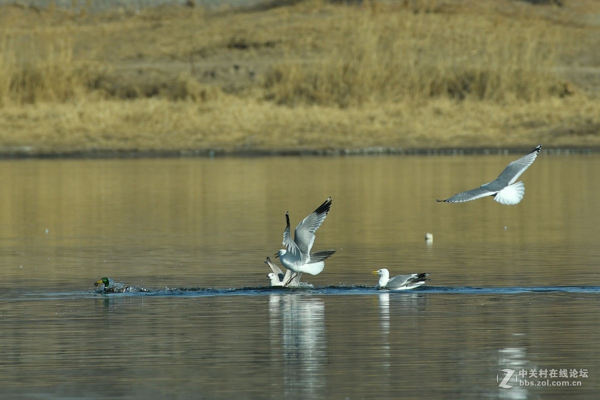 惊心动魄的突围