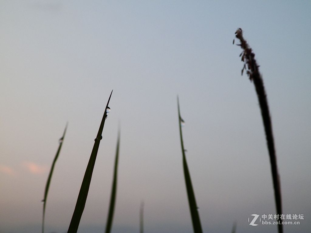 老柯的关门弟子——z5010