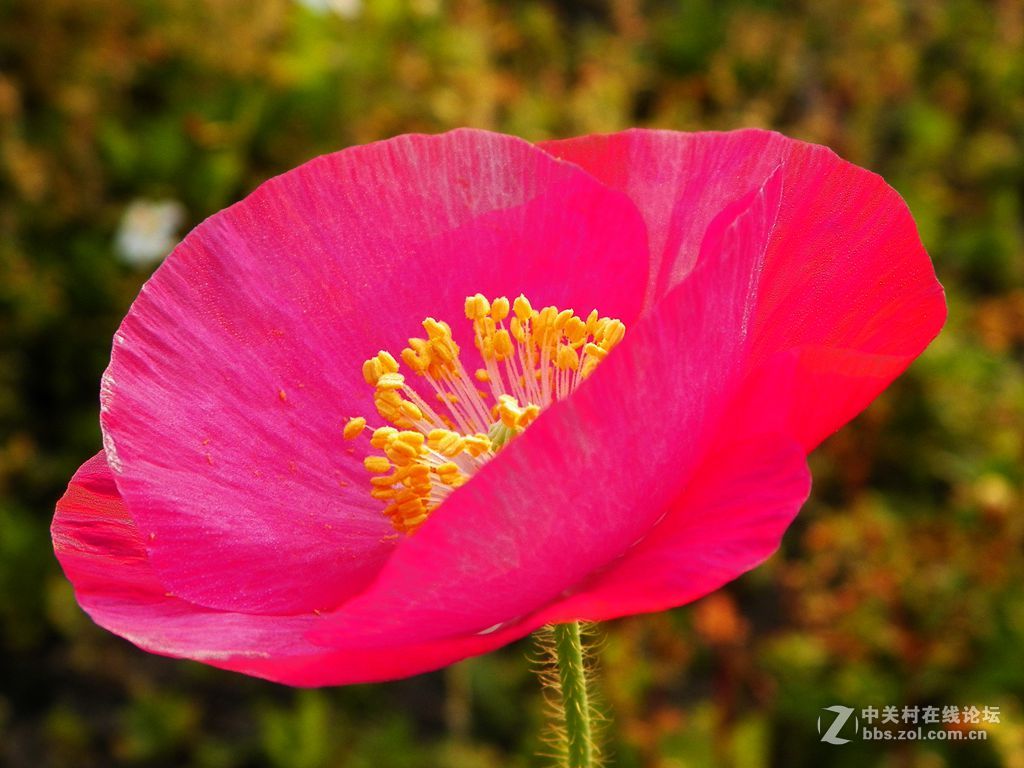 老柯的关门弟子——z5010