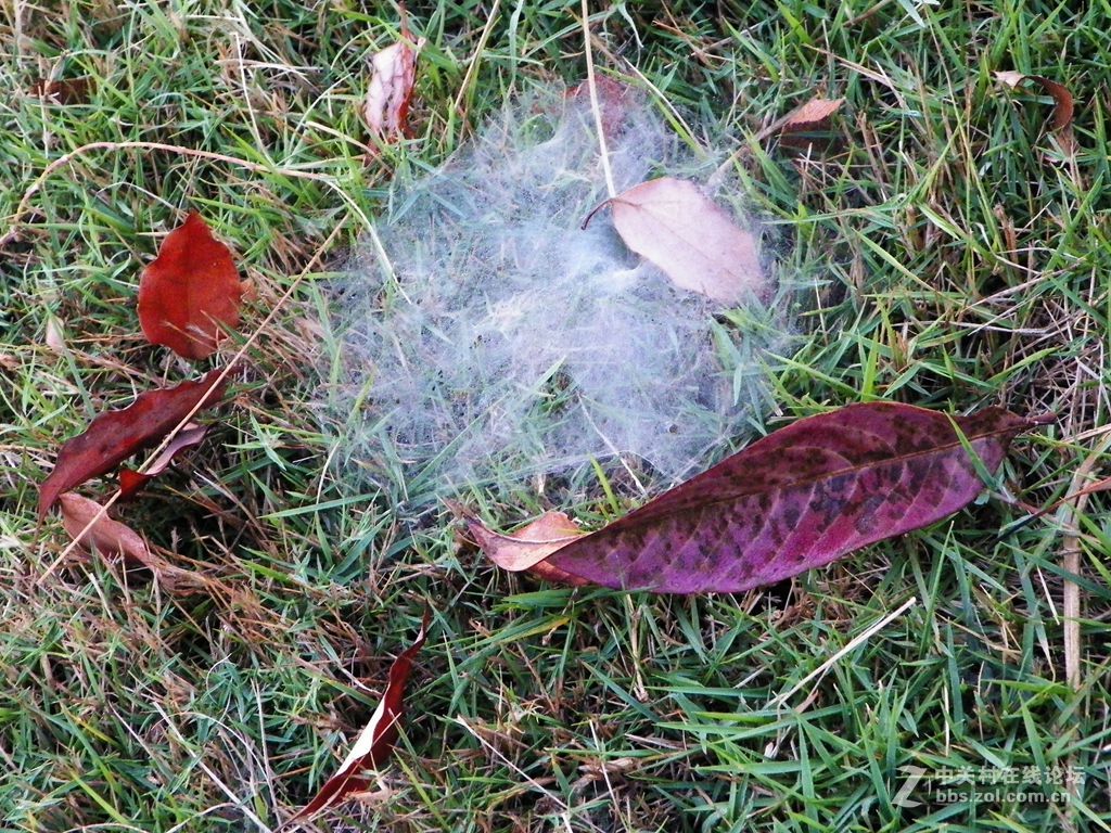 老柯的关门弟子——z5010