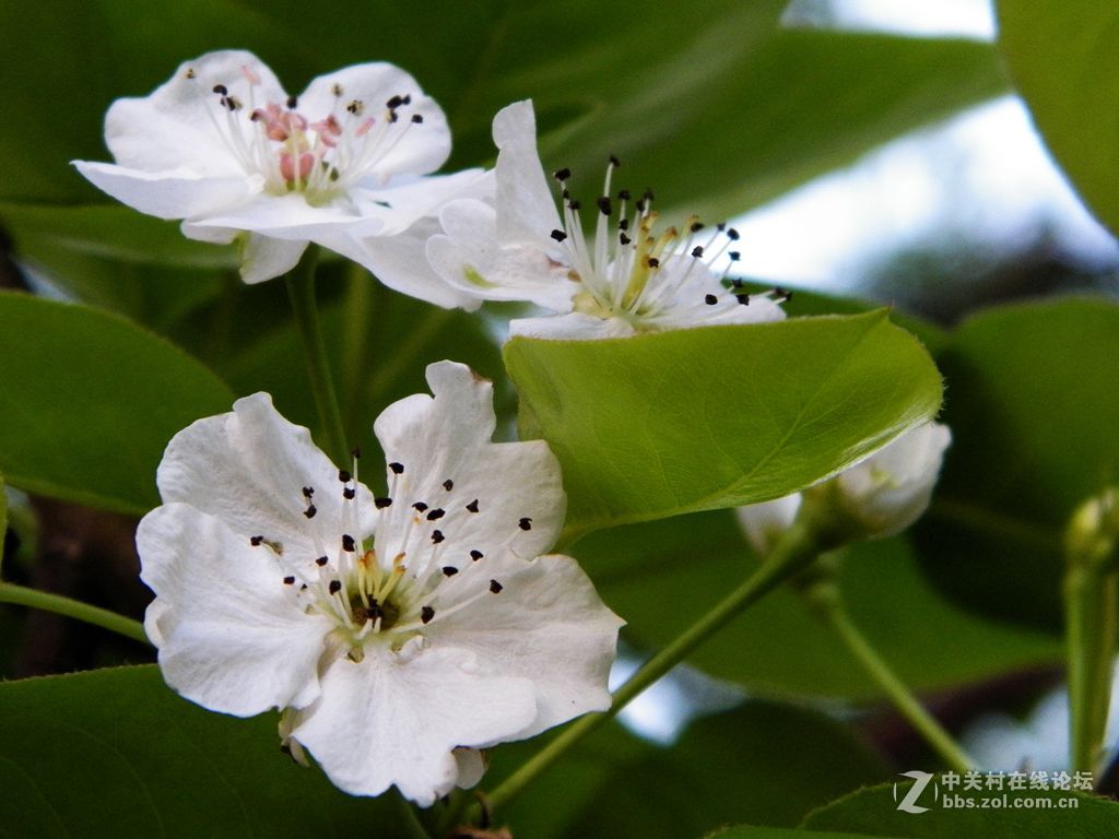 老柯的关门弟子——z5010