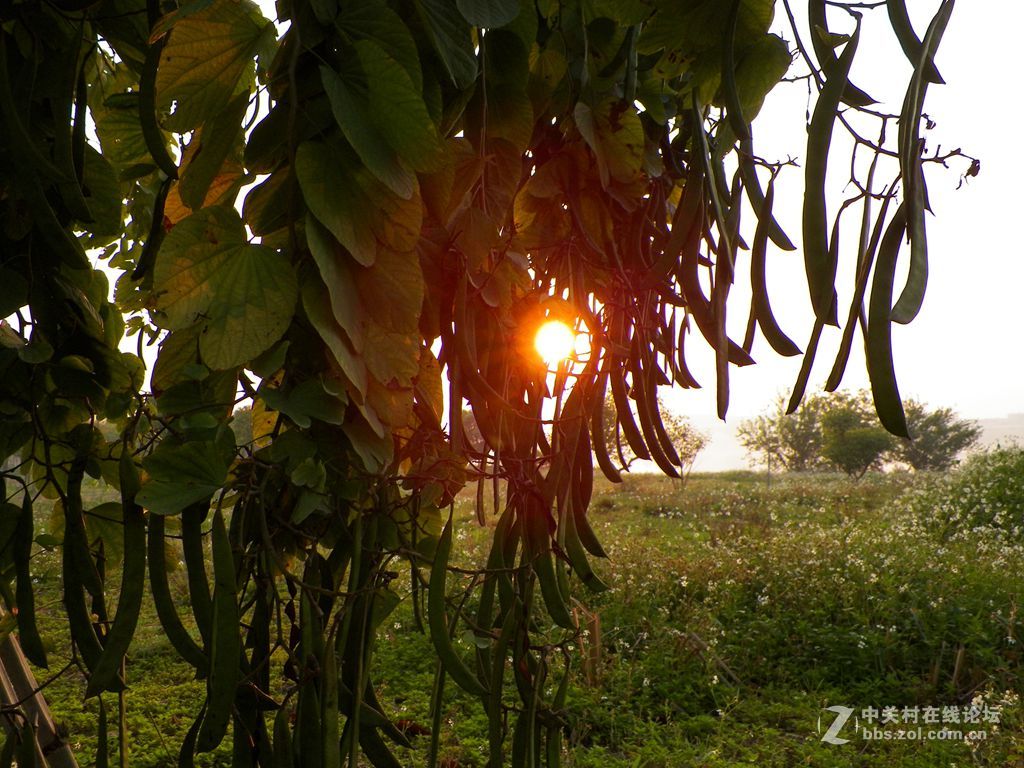 老柯的关门弟子——z5010