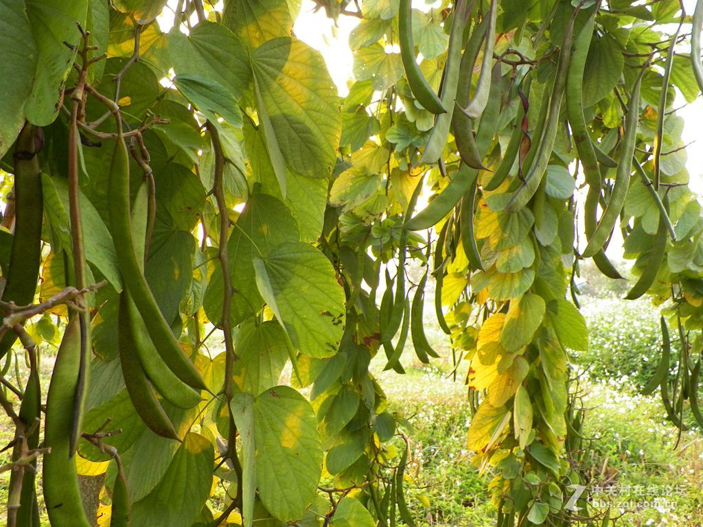 老柯的关门弟子——z5010